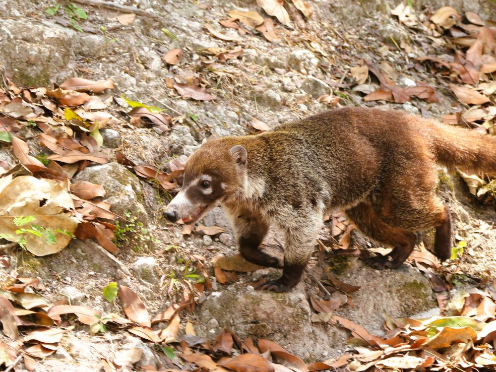 Neusbeer - Coati