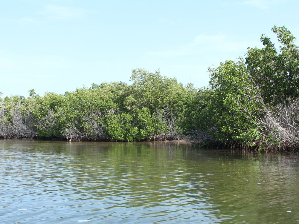 Mangrovebossen