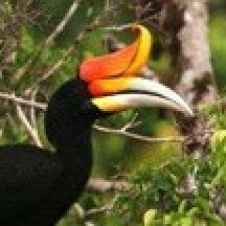 Afbeelding voor BirdingBreaks - Wildlife reis Borneo