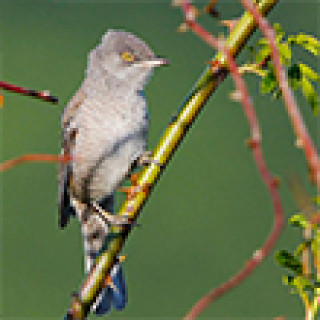 Afbeelding voor BirdingBreaks - Vogel- en fotoreizen Hongarije