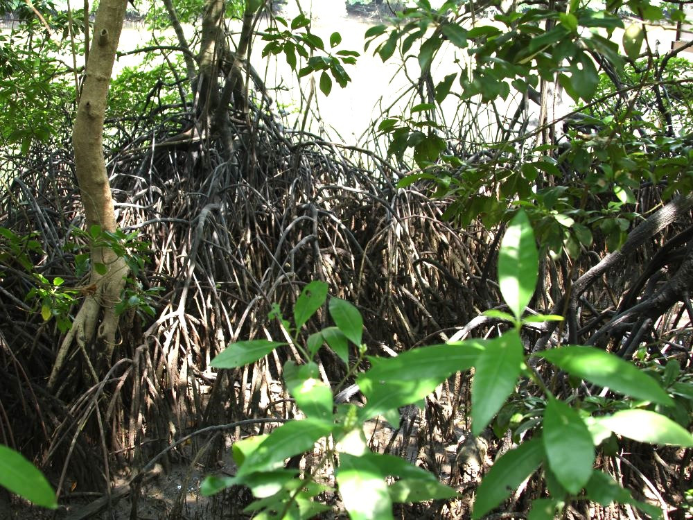 Mangroven