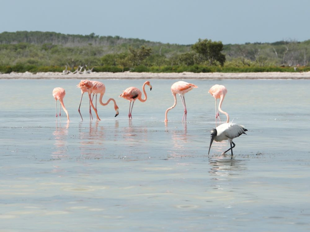 Flamingo's en kaalkopooievaar