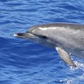 Afbeelding voor Manawa - Dolfijnen en walvissen Madeira