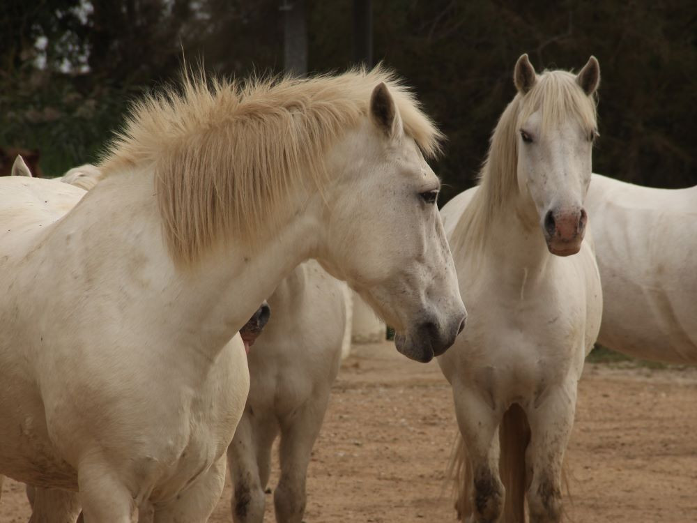 Paarden Camargue