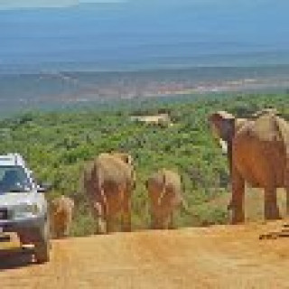 Afbeelding voor Riksja Zuid-Afrika - Addo National Park