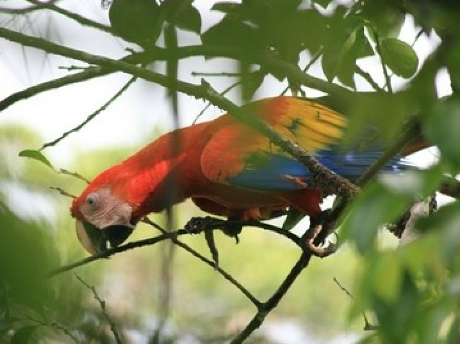 Oerwoud Costa Rica