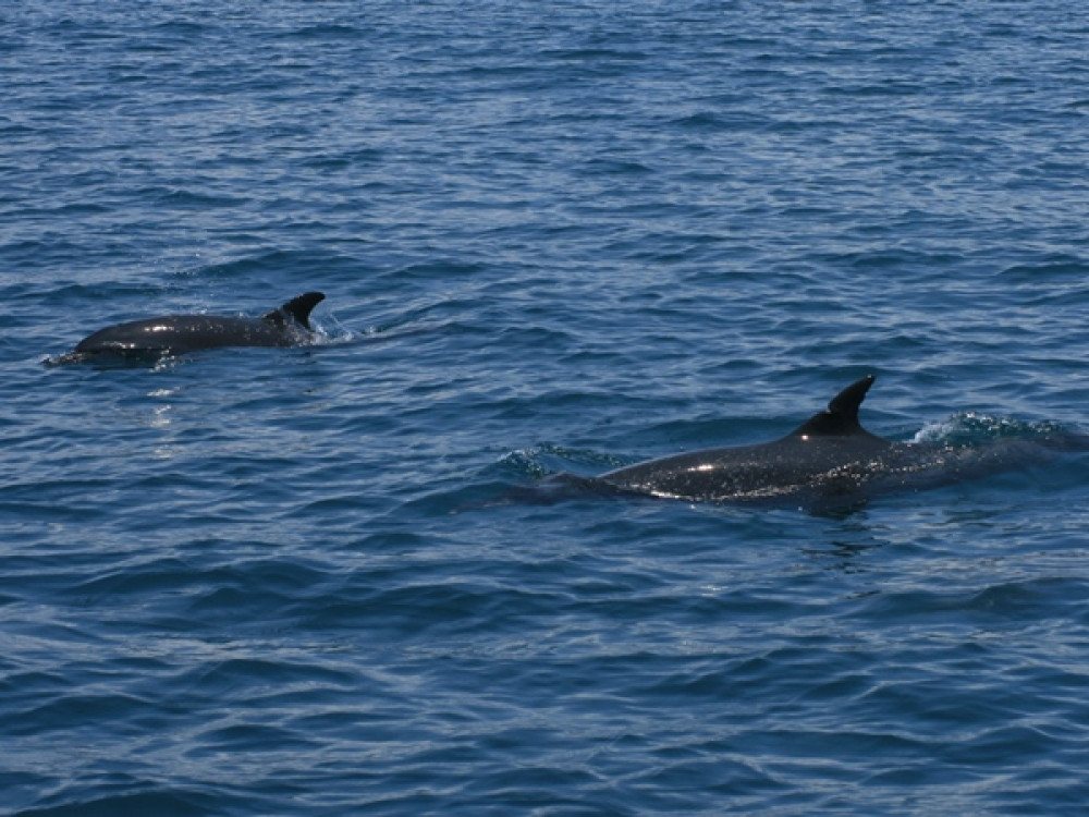 Dolfijnen bij Costa Rica