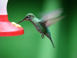 Afbeelding voor Vogels in Costa Rica