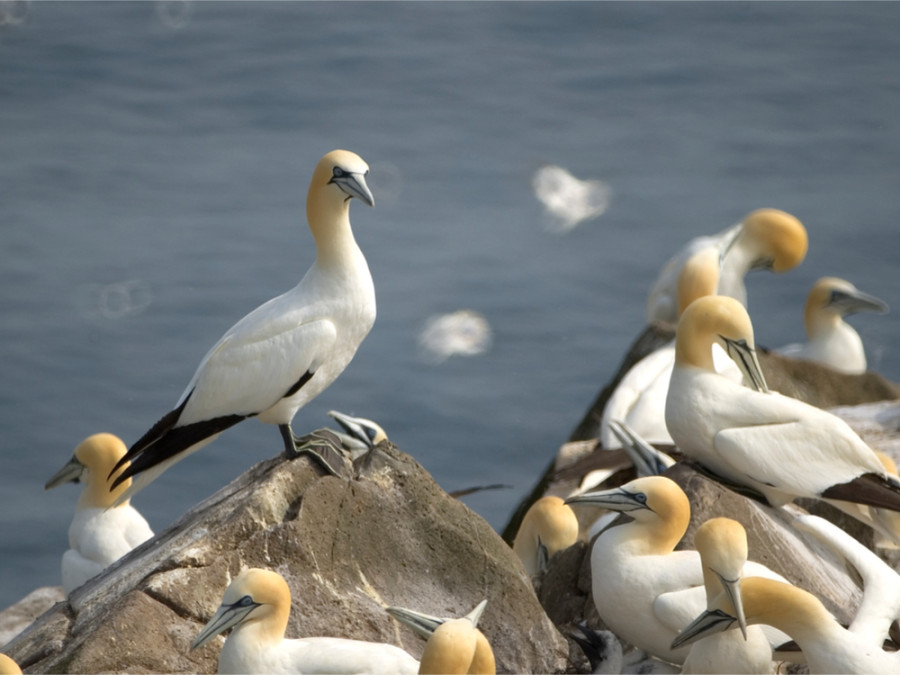 Vogels Newfoundland