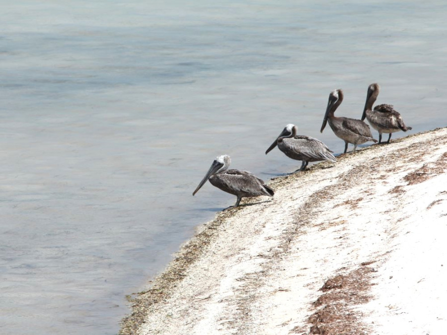 Pelikanen Isla Holbox