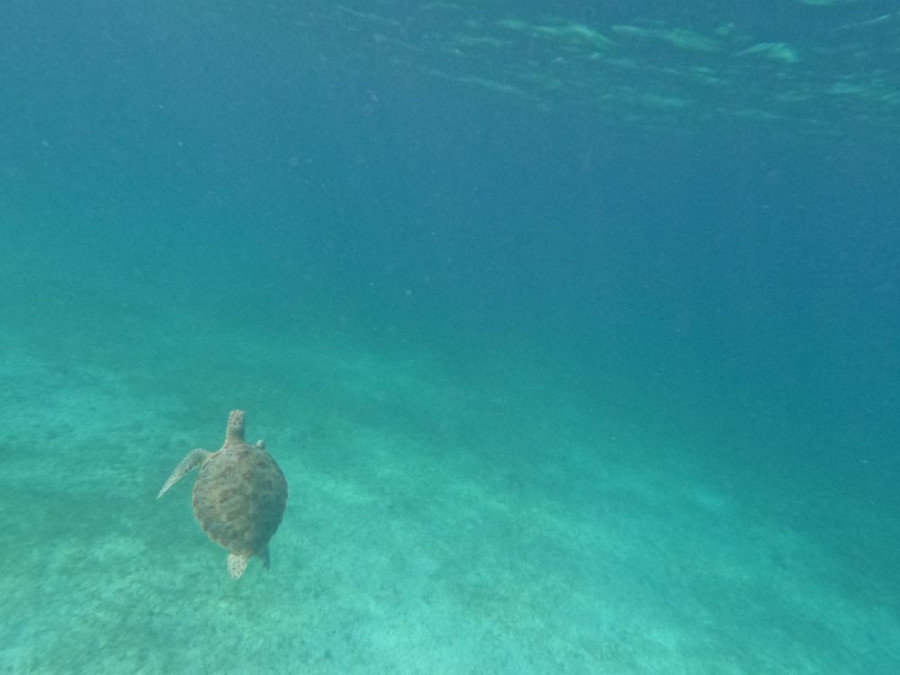 Zeeschildpadden Aruba
