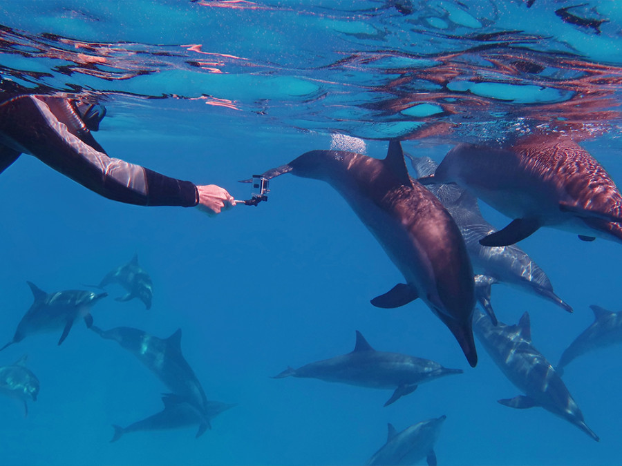 Duiken bij dolfijnen Bali