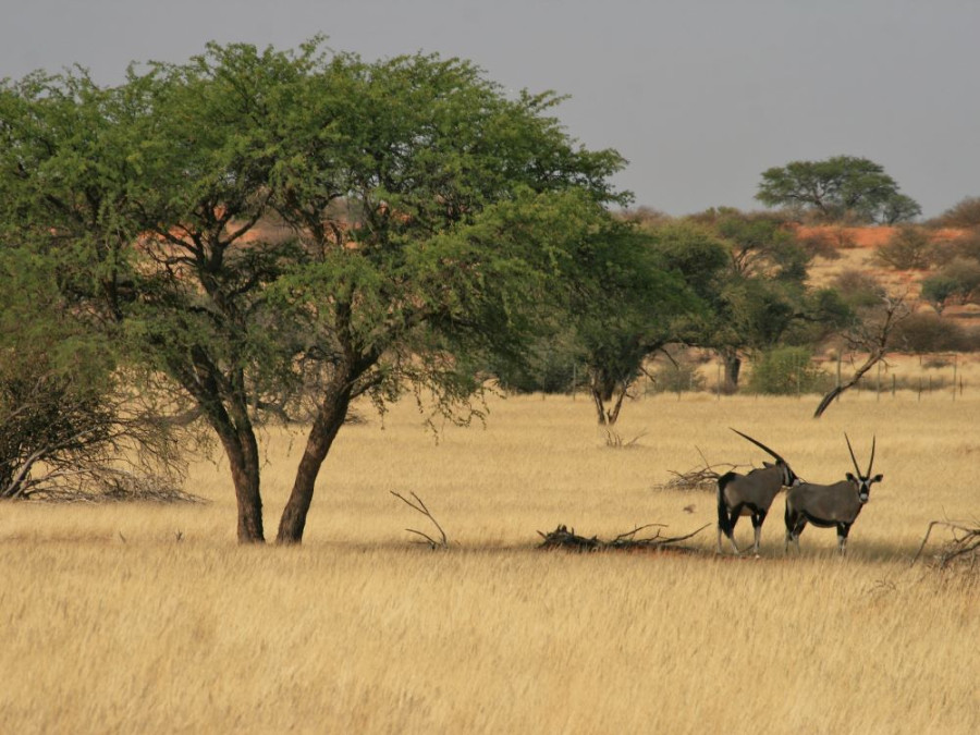 Oryx Namibië