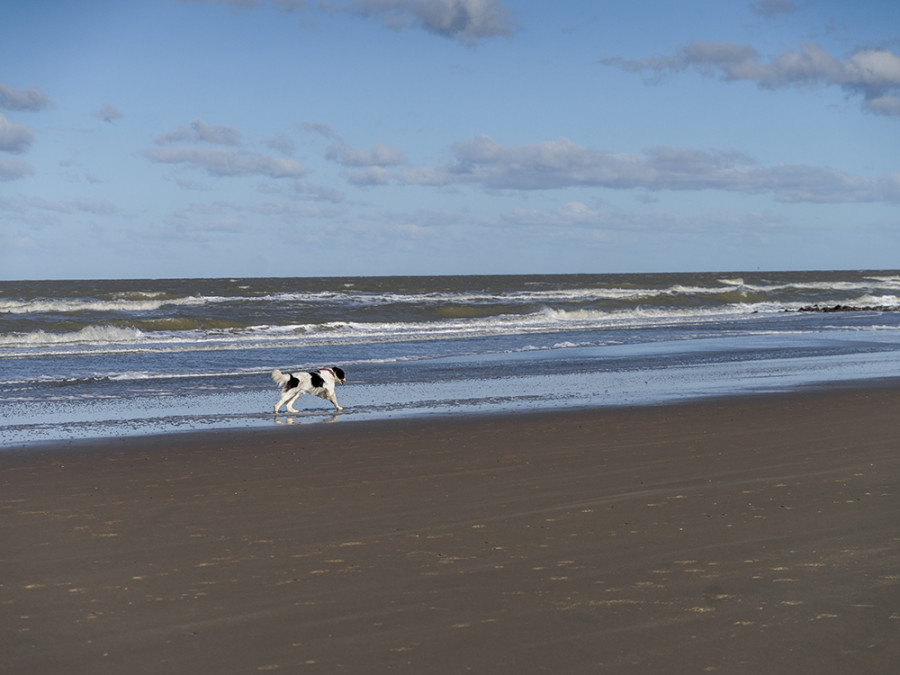 Met hond naar Belgische kust