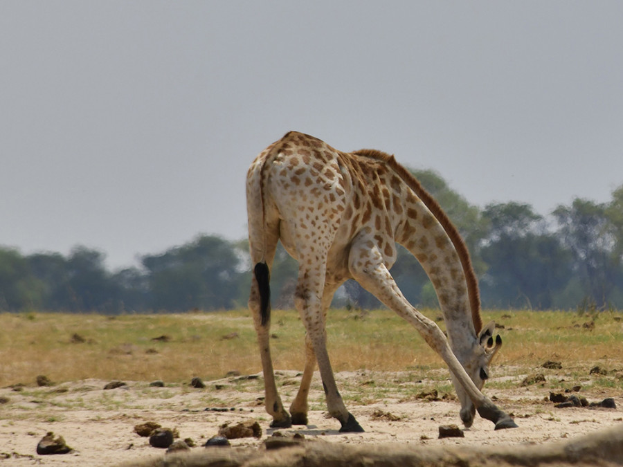Giraffe in Hwange, Zimbabwe