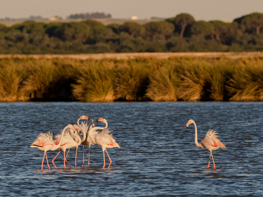 Flamingo's Nationaal Park Doñana