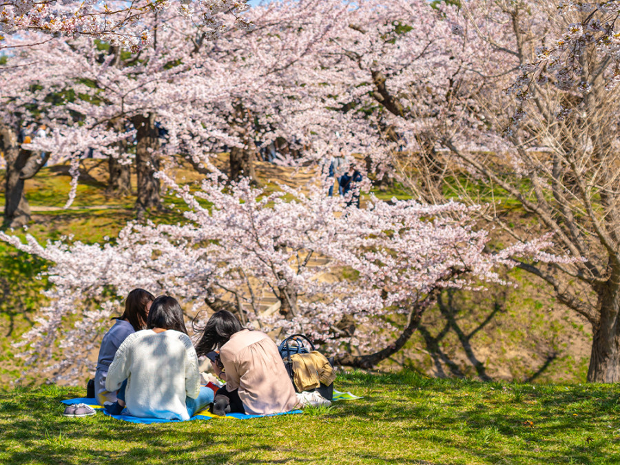 Bloesem picknick Japan