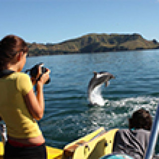 Afbeelding voor Get Your Guide - Tours Bay of Islands