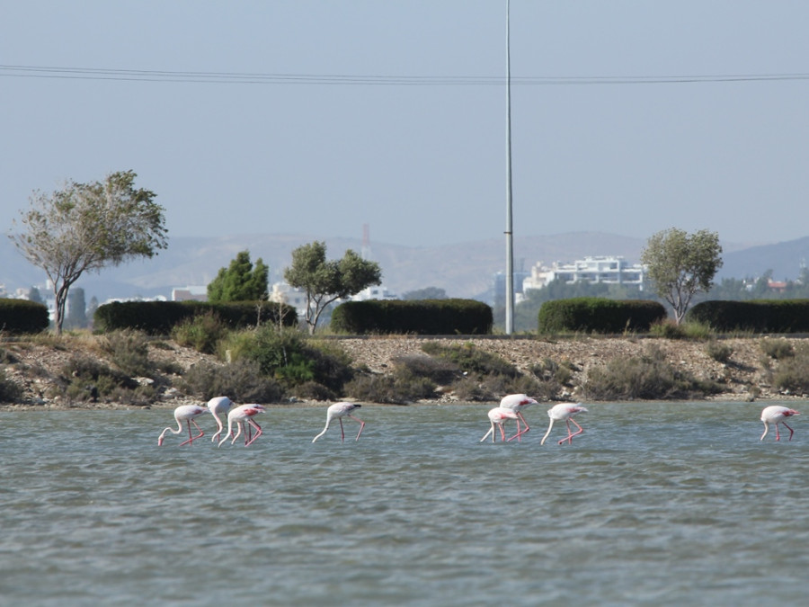 Flamingo's in Cyprus