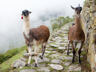 Afbeelding voor Inca trail in Peru