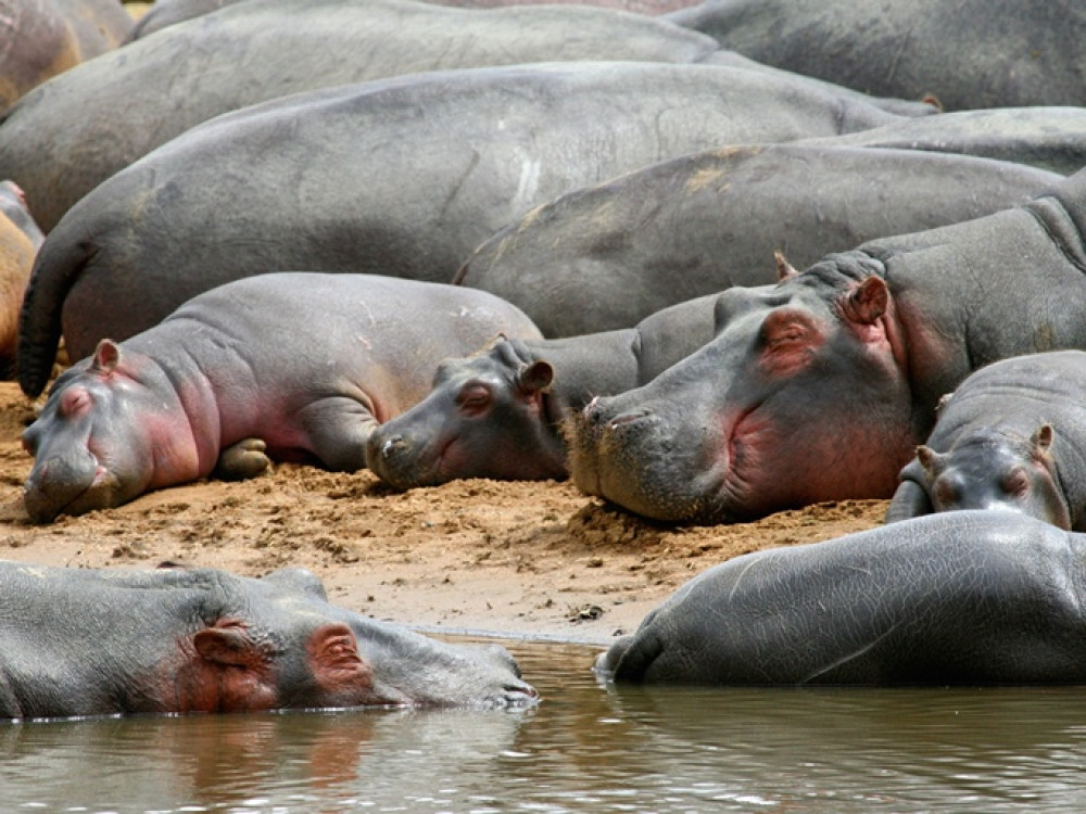 Nijlpaarden in Tanzania