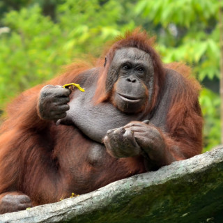 Afbeelding voor Orang-oetans in Maleisië