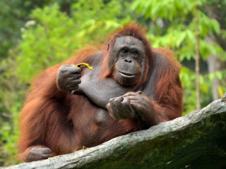 Afbeelding voor Orang-oetans in Maleisië