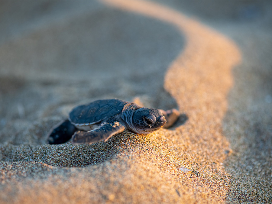 Schildpadden Lara beach