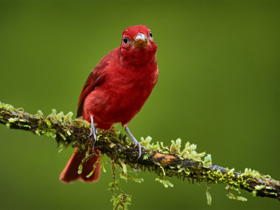 Vogelsoorten Brazilië