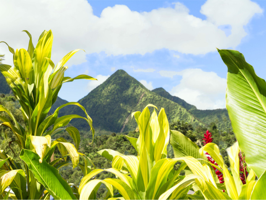 Tropisch Martinique