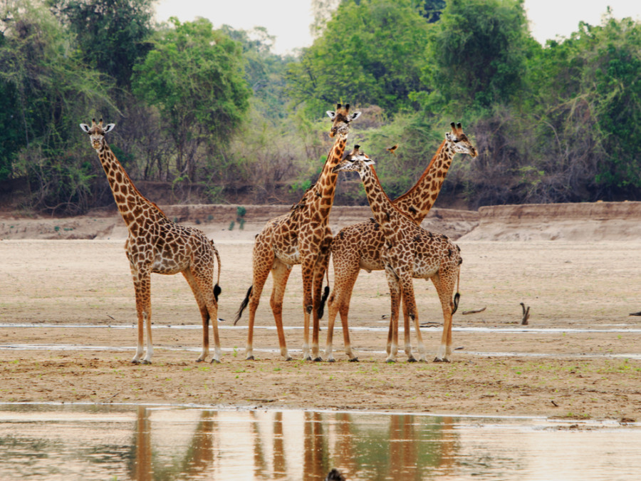 Nationale parken Zambia