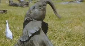 GIF van een olifant