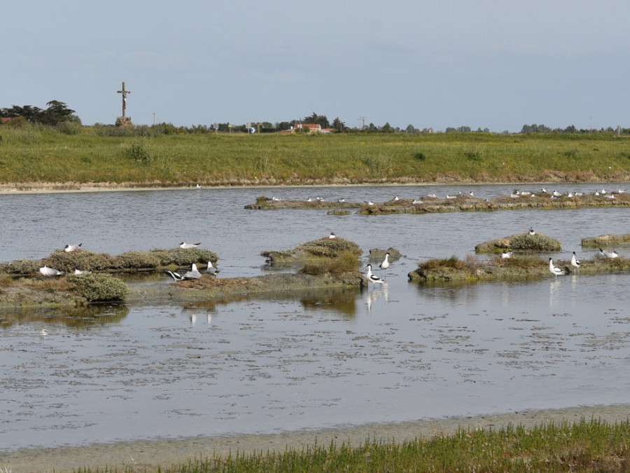 Watervogels