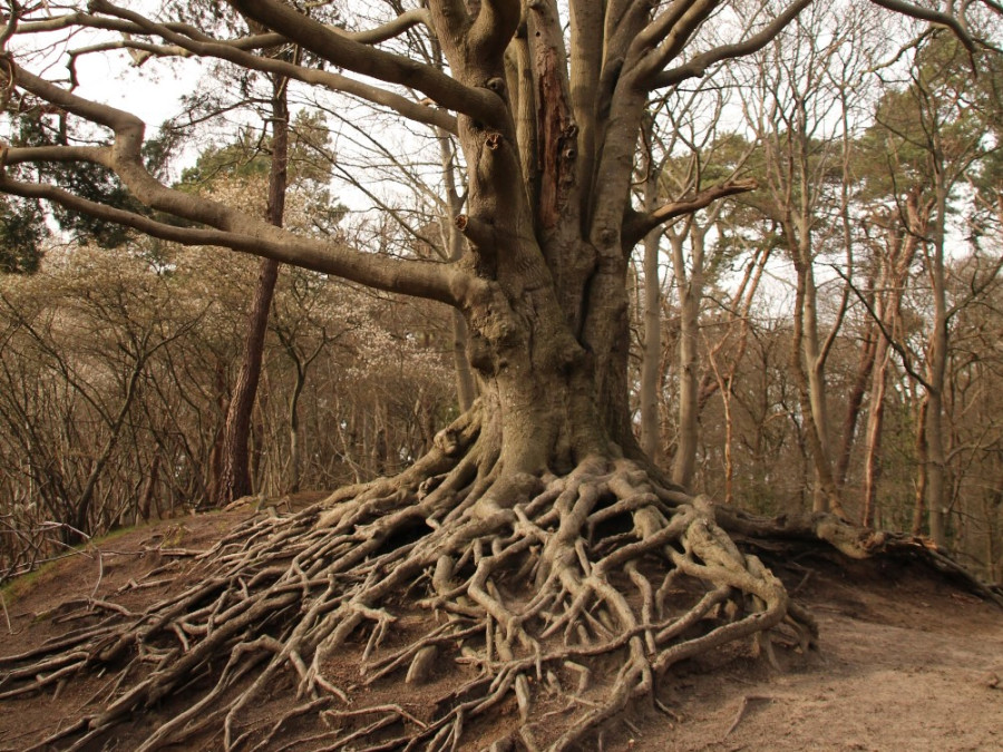 Wilbrinkbos