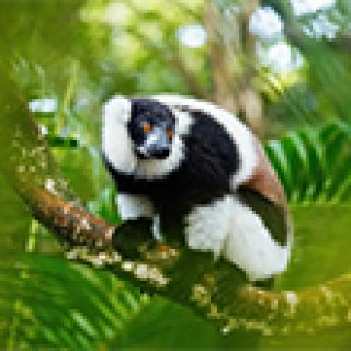 Afbeelding voor Travelbase - Madagascar Nomads