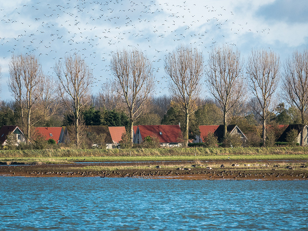 Waterdunen vogels spotten