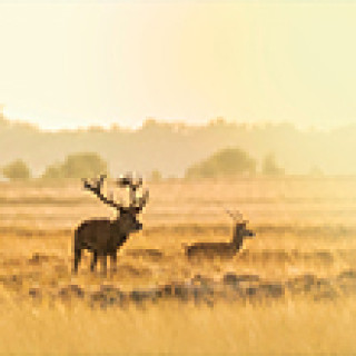 Afbeelding voor TIP - Naturescanner voorbeeldreis Veluwe