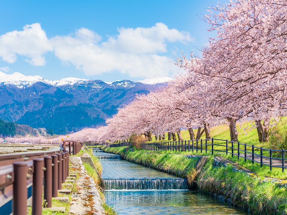 Bloesem Japanse Alpen