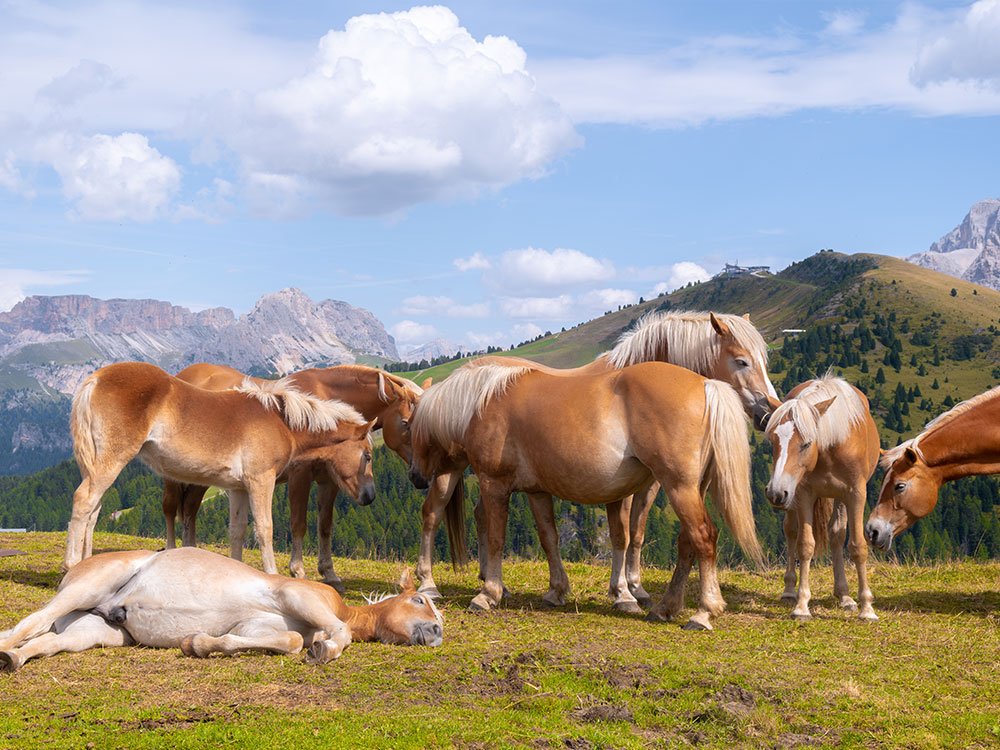 Paarden op Mont Sëuc