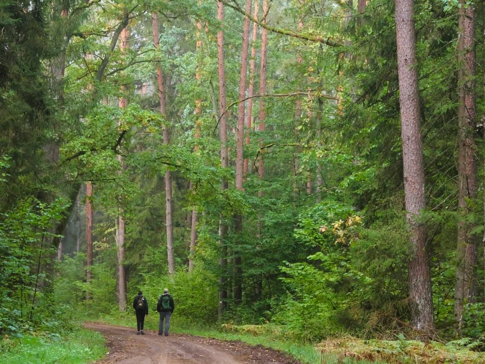 Białowieża bossen