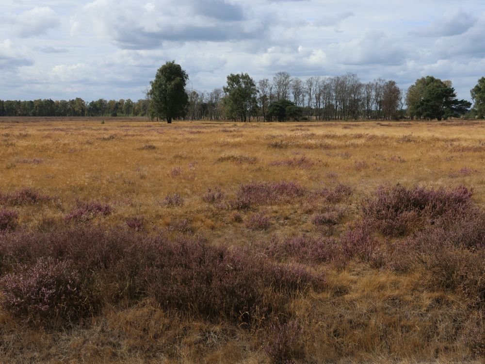 Strabrechtse Heide