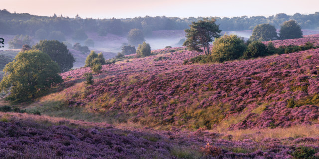 Afbeelding voor Voorbeeldreis heide