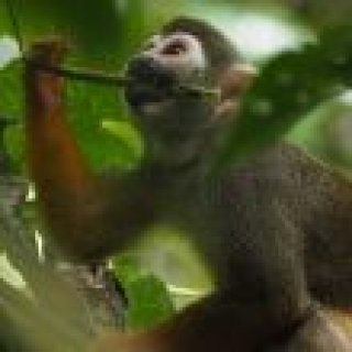 Afbeelding voor Ander Licht Reizen - Suriname