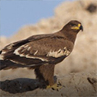 Afbeelding voor BirdingBreaks - Vogelreizen Oman