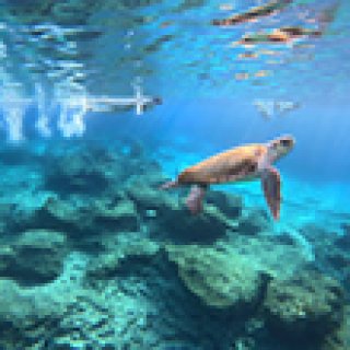 Afbeelding voor Get Your Guide - Snorkelen met zeeschildpadden