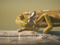Kameleon
