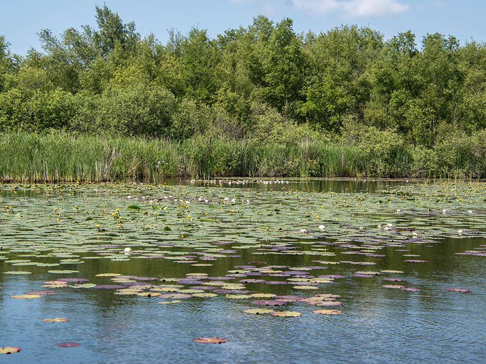 Naardermeer