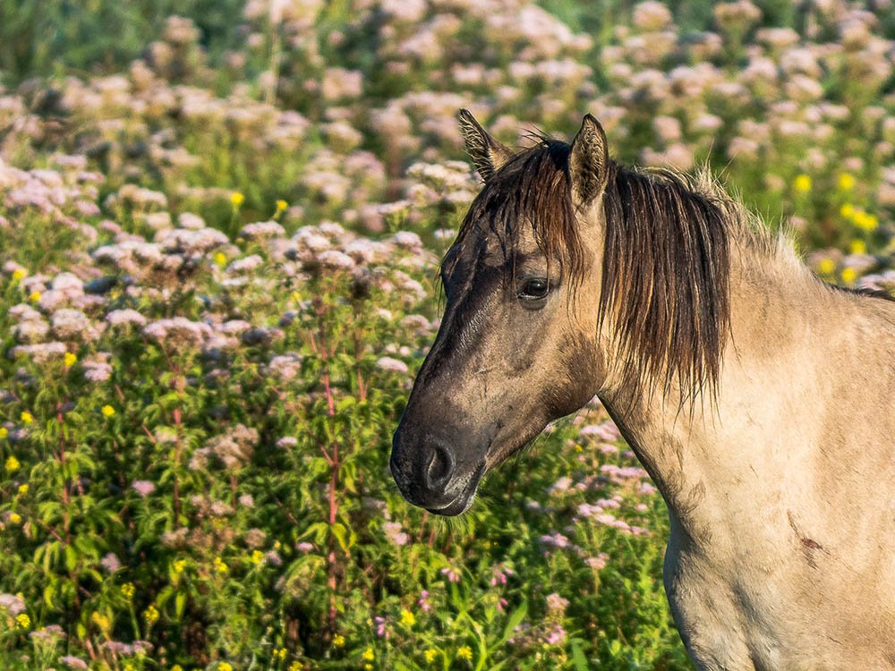 Nationaal Park Nieuw Land - Konikpaard