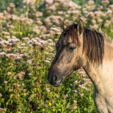 Afbeelding voor Nationaal Park Nieuw Land