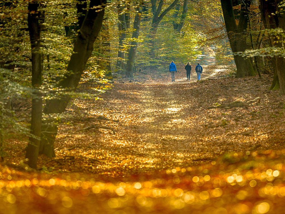 Veluwe wandelen